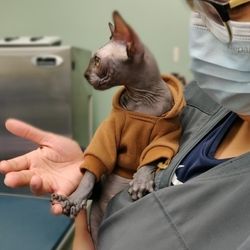 Raritan Animal Hospital - Sphynx kitty hanging out with Nicole