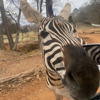 Cherokee Trace Drive Thru Safari - Zebra - Parks Near Me - Jacksonville, Texas