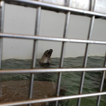 Seaside Aquarium - I love feeding the harbor seals - Aquariums Near Me - Seaside, Oregon Seaside Aquarium - I love feeding the harbor seals - Aquariums Near Me - Seaside, Oregon
