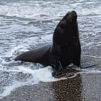 Overleaf Lodge & Spa - Our sea lion friend! - Hotels Near Me - Yachats, Oregon
