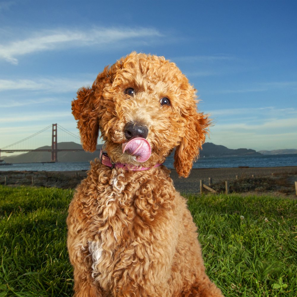 Hilarious Hound Pet Photography - Pet Photography Near Me Hilarious Hound Pet Photography - Pet Photography Near Me