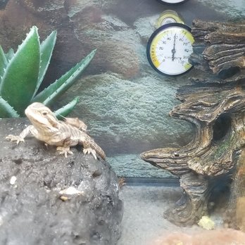 Petco - 7/30/22 this Cricket is approaching dangerous folly - Pet Stores Near Me - Burke, Virginia