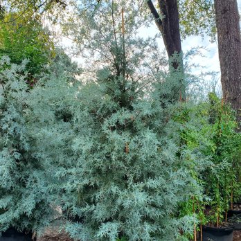 La Escondida Tree Farm - Why not have a beautiful forever Christmas tree?
The Arizona Cypress will be an excellent choice to do just that, available in a 30gal. - Nurseries & Gardening Near Me - Magnolia, Texas La Escondida Tree Farm - Why not have a beautiful forever Christmas tree?
The Arizona Cypress will be an excellent choice to do just that, available in a 30gal. - Nurseries & Gardening Near Me - Magnolia, Texas