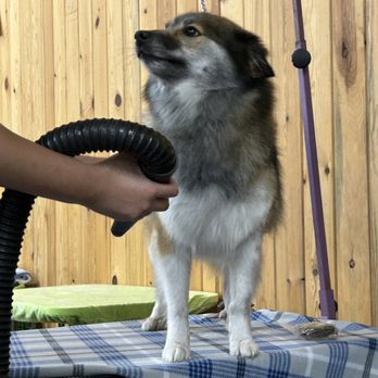 Teddy's - Pet Groomers Near Me