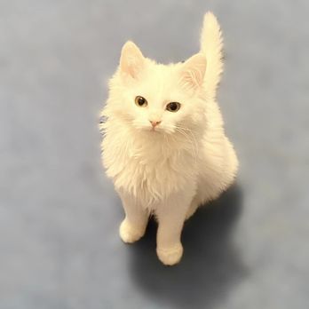 PetWellClinic - Paramus - Veterinarians Near Me - Paramus, New Jersey PetWellClinic - Paramus - Veterinarians Near Me - Paramus, New Jersey