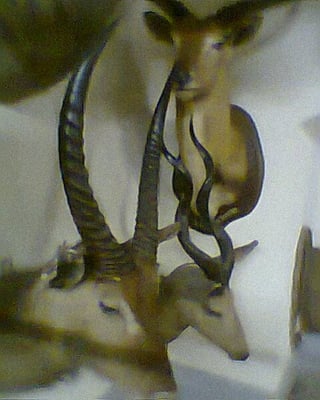 Royal Museum for Central Africa by null