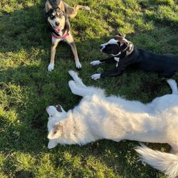 The Canine Mind - #dogparklife