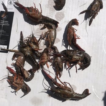Bayou Market - Dead crawfish - Cajun/Creole Near Me - Lewisville, Texas