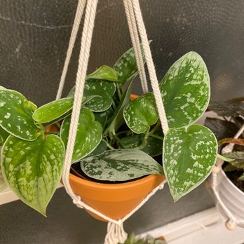 Sunnyside Plants - Nurseries & Gardening Near Me - Chicago, Illinois