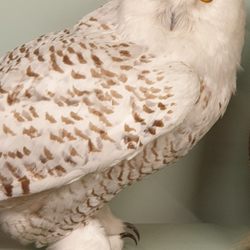 Naturmuseum - Schnee-Eule (Präparat)