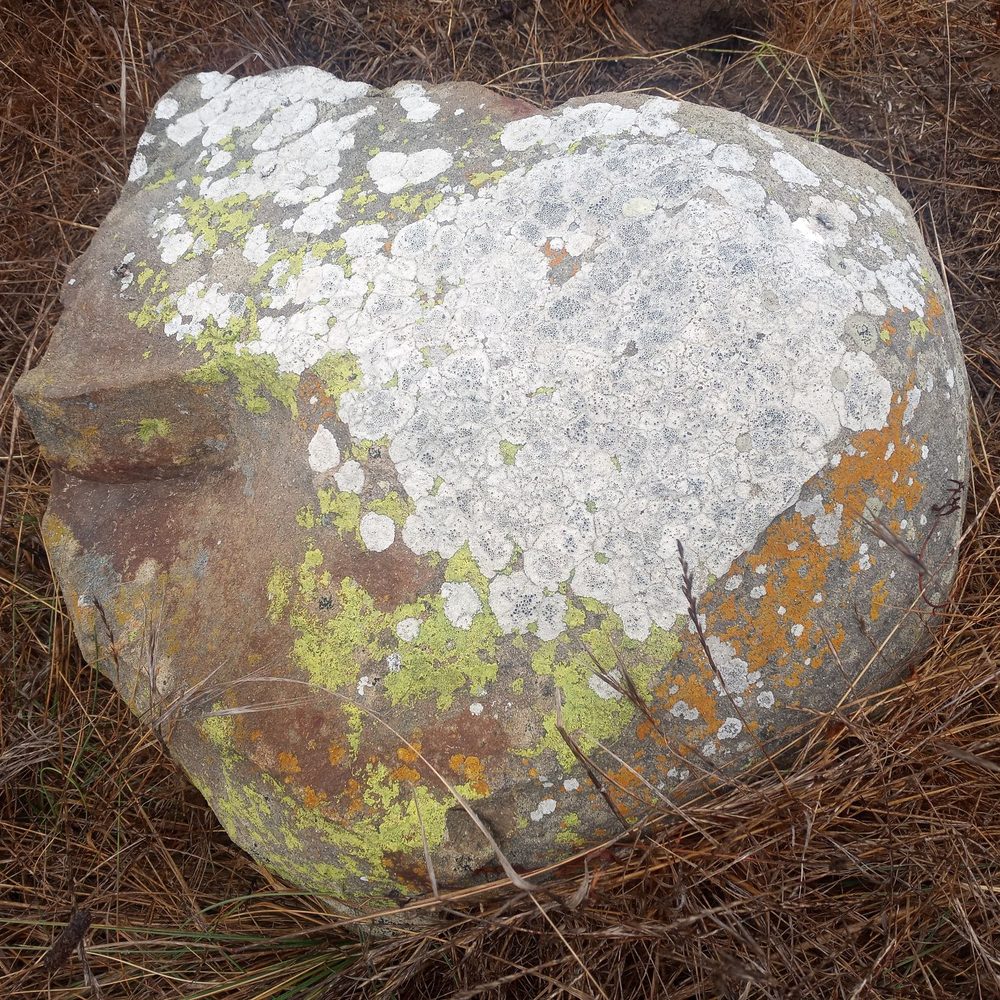 Harmony Headlands State Park - Lichens - Parks Near Me - Cayucos, California Harmony Headlands State Park - Lichens - Parks Near Me - Cayucos, California