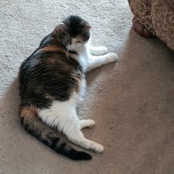 Sisters Veterinary Clinic - Here's my Camden, sunning herself.