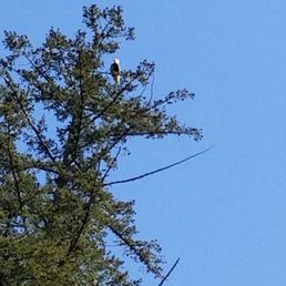 Bald eagle Bald eagle