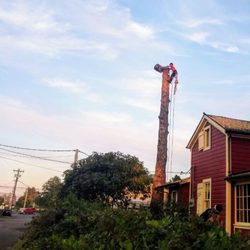 A Better Choice - Removing a Sitka spruce next to a house.