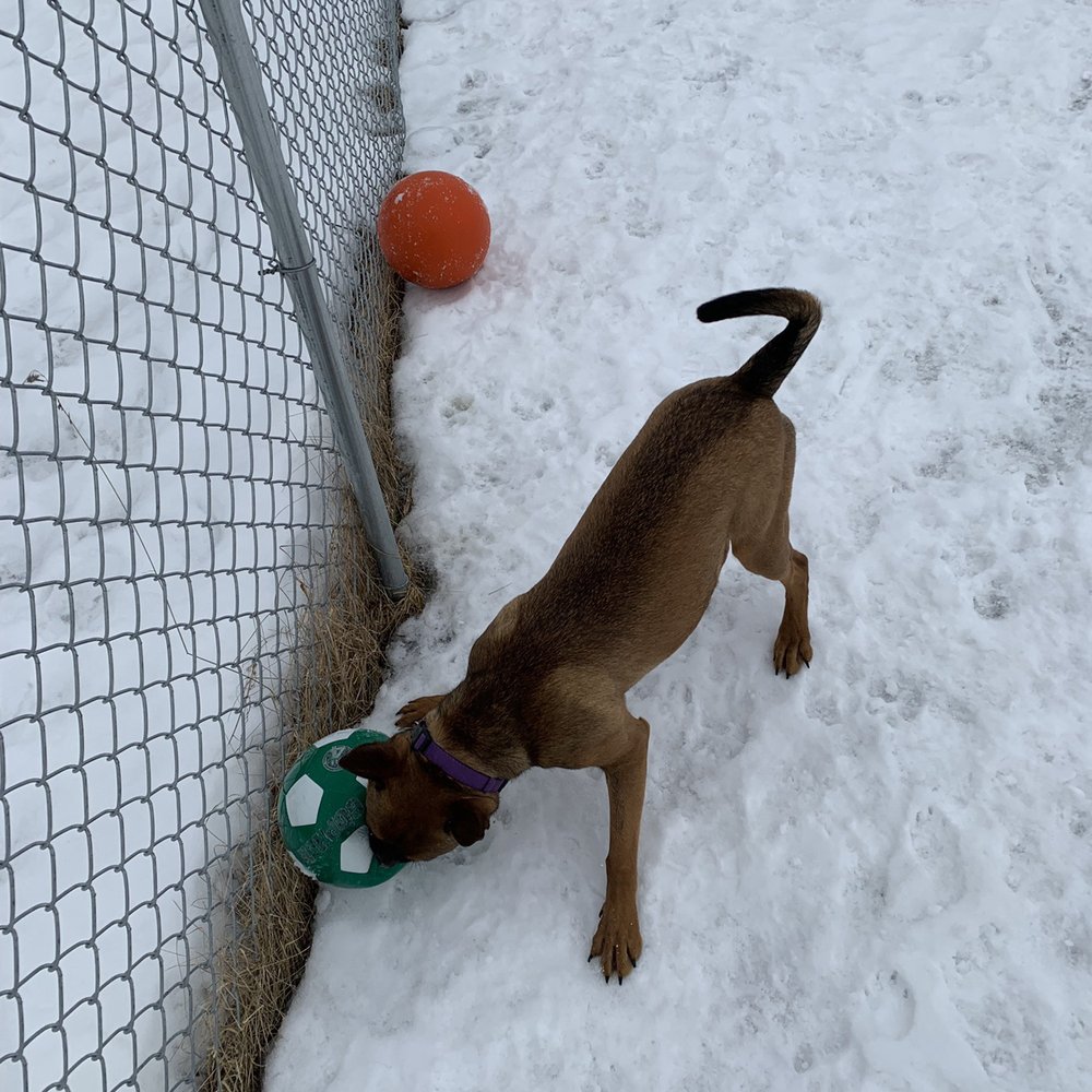 Top 10 Best Dog Parks in South Burlington, VT Last Updated August