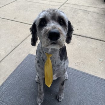 The Dog Room - Pet Groomers Near Me - Chicago, Illinois The Dog Room - Pet Groomers Near Me - Chicago, Illinois