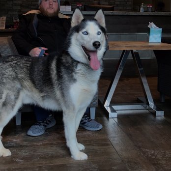 Oklahoma Veterinary Specialists - Jax our husky in the waiting room at Oklahoma veterinary specialist. - Veterinarians Near Me - Tulsa, Oklahoma
