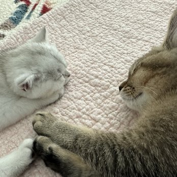 Lovablefluffs Cattery - New brothers. Brothers for life. - Pet Breeders Near Me Lovablefluffs Cattery - New brothers. Brothers for life. - Pet Breeders Near Me