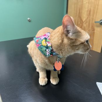 Classen View Veterinary Clinic - Teresa looking around the room. - Veterinarians Near Me - Oklahoma City, Oklahoma