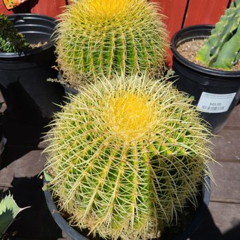 Armstrong Garden Centers - a variety of cactus plants - Nurseries & Gardening Near Me - Glendale, California