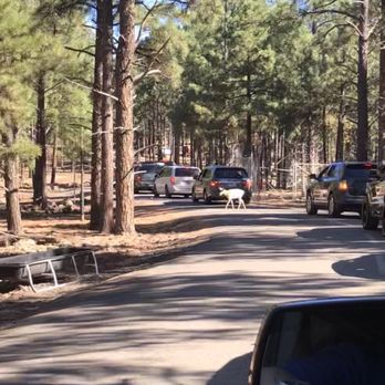 Bearizona - Deer crossing in between traffic line of cars - Zoos Near Me - Williams, Arizona