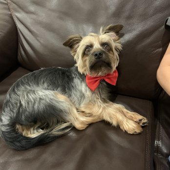 Critical Thinking Dog Services - This was our Morkie before the Board & Train back on 11/25/21. He was 9.8 lbs at that time. - Pet Training Near Me Critical Thinking Dog Services - This was our Morkie before the Board & Train back on 11/25/21. He was 9.8 lbs at that time. - Pet Training Near Me