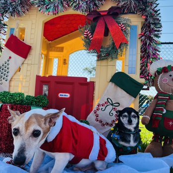 Paws with Claus - Festivals Near Me - Tamarac, Florida