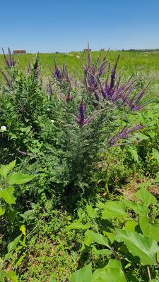 Rocky Mountain Arsenal National Wildlife Refuge by null