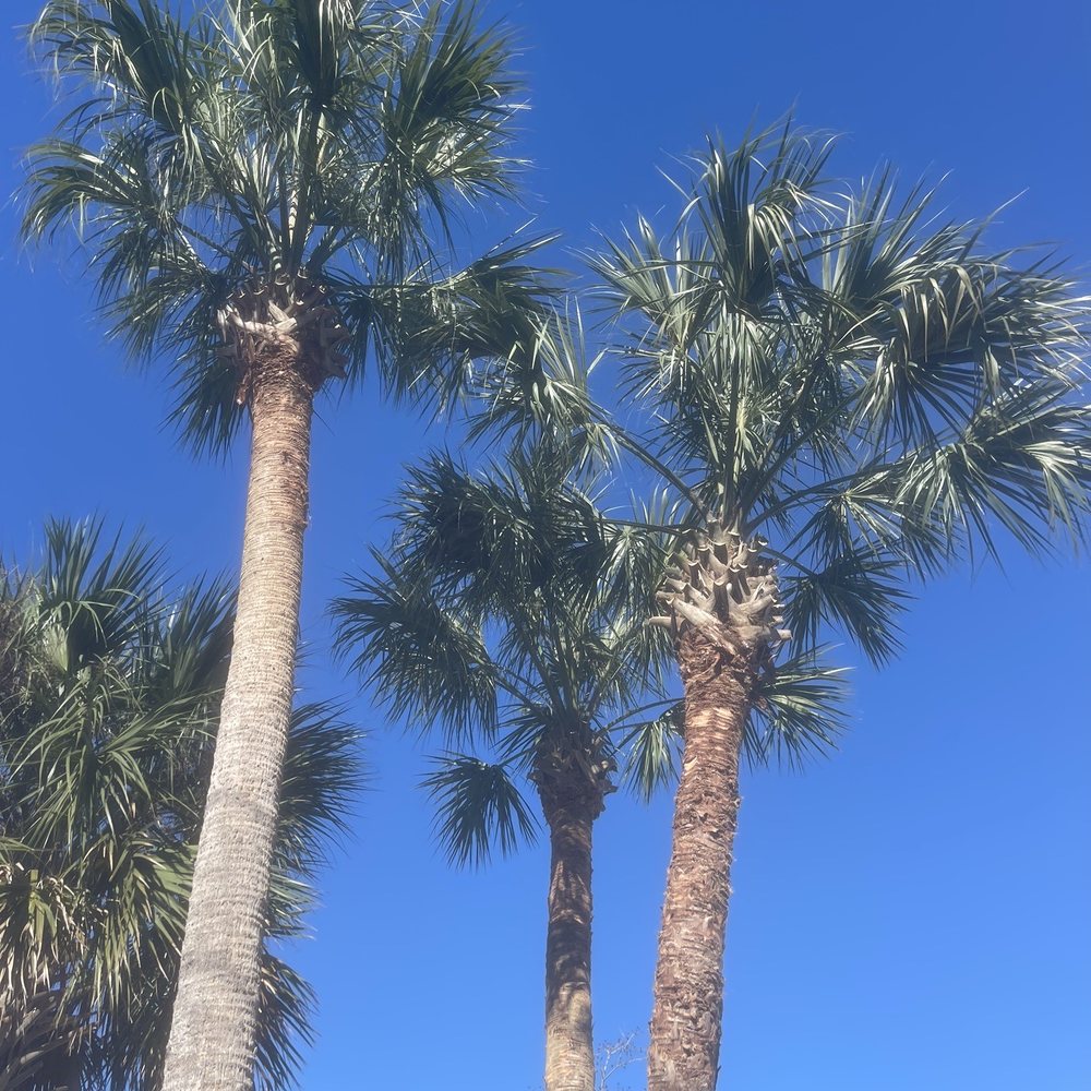 Opre's Tree Service - The three palm trees. - Tree Services Near Me Opre's Tree Service - The three palm trees. - Tree Services Near Me