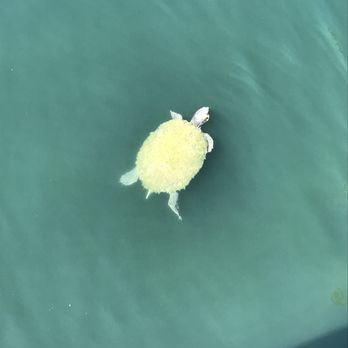 Tewinkle Park - Algae over growing on turtle shell. These animals deserve better! - Parks Near Me - Costa Mesa, California