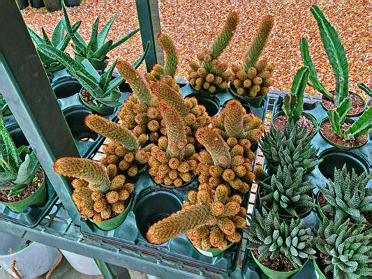 Flora Grubb Gardens by null