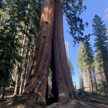 Trail of 100 Giants - Sequoia tree - Hiking Near Me - Springville, California Trail of 100 Giants - Sequoia tree - Hiking Near Me - Springville, California