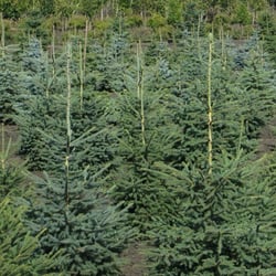 Arrowhead Nurseries - Spruce