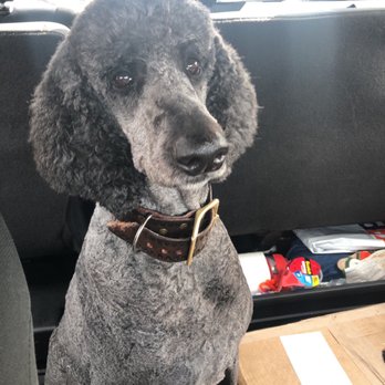 Heights Grooming - Pet Groomers Near Me - Houston, Texas