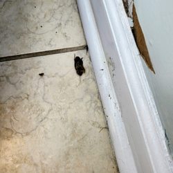 Bluewater Real Estate - One of the many roaches