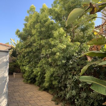 Environmental Green Tree Care - Before pic 2 - Tree Services Near Me