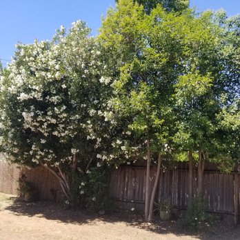Golden Roots Tree Care - Tree Services Near Me