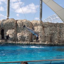 Texas State Aquarium - Dolphin show!