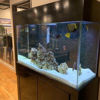 Dallas SEO Dogs - Fish Tank - Web Design Near Me - Dallas, Texas Dallas SEO Dogs - Fish Tank - Web Design Near Me - Dallas, Texas