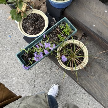 King Tuts - Cute plants for the ambiance - Food Trucks Near Me - Nashville, Tennessee