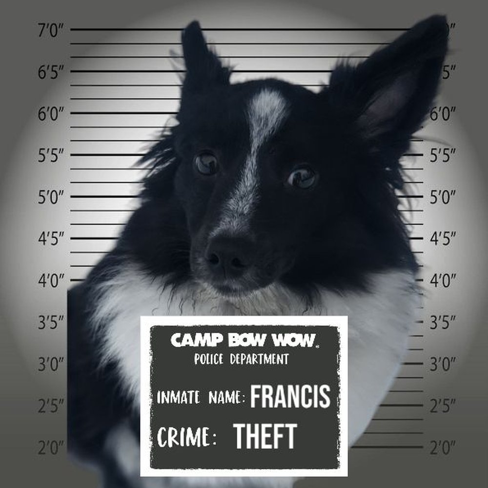 Wanted Francis