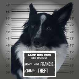 Wanted Francis Wanted Francis