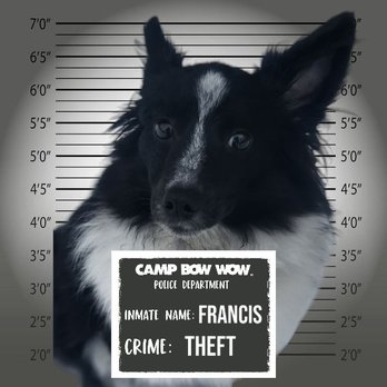 Camp Bow Wow - Wanted Francis - Pet Groomers Near Me - Bentonville, Arkansas