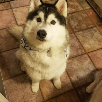 Pet Spaw - Maverick looking good... - Pet Groomers Near Me - Glendora, California
