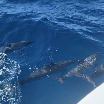 Kaanapali Ocean Adventures - Dolphins - Boating Near Me - Lahaina, Hawaii Kaanapali Ocean Adventures - Dolphins - Boating Near Me - Lahaina, Hawaii