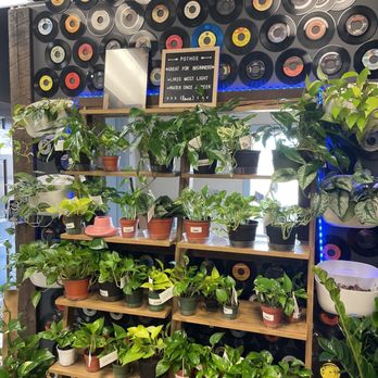 Aloe & Jade Plant Boutique - Plants galore - Florists Near Me - Spooner, Wisconsin Aloe & Jade Plant Boutique - Plants galore - Florists Near Me - Spooner, Wisconsin