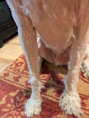 Mountain Pet Grooming