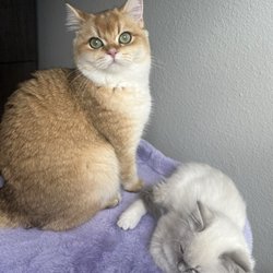 Happy Paws - Left cat from happypaws