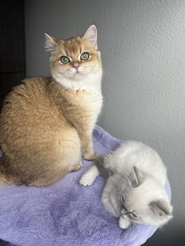 Happy Paws Image