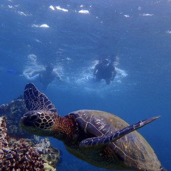 Maui Kayak Adventures - Snorkeling with sea turtles! - Rafting/Kayaking Near Me - Kihei, Hawaii Maui Kayak Adventures - Snorkeling with sea turtles! - Rafting/Kayaking Near Me - Kihei, Hawaii